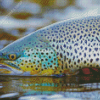 Brown Trout Fish Diamond Paintings