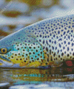 Brown Trout Fish Diamond Paintings