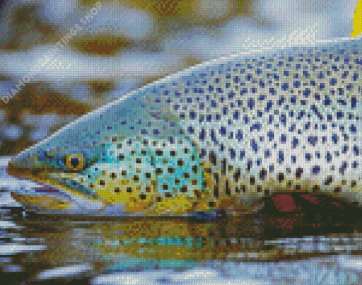 Brown Trout Fish Diamond Paintings