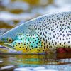 Brown Trout Fish Diamond Paintings