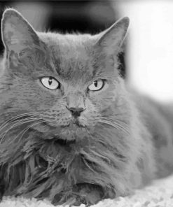 Chartreux Grey Cat Diamond Paintings