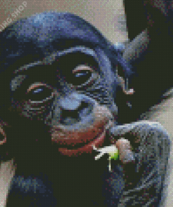 Bonobo Monkey Diamond Paintings