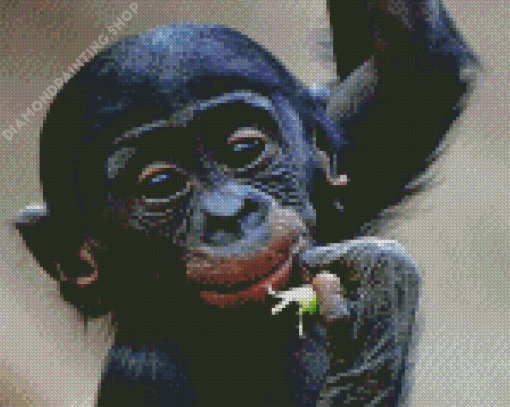 Bonobo Monkey Diamond Paintings