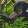 Baby Bonobo Animal Diamond Paintings