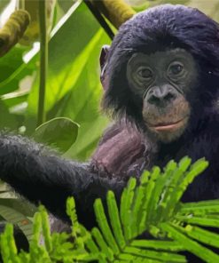 Baby Bonobo Animal Diamond Paintings