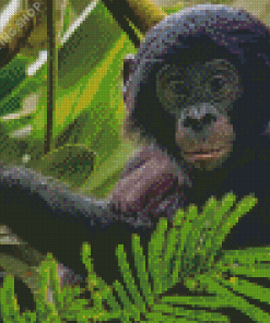 Baby Bonobo Animal Diamond Paintings
