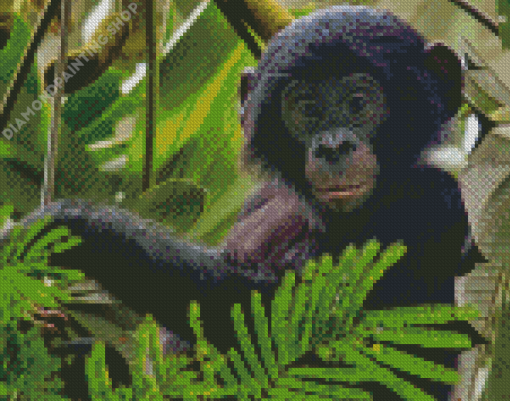 Baby Bonobo Animal Diamond Paintings