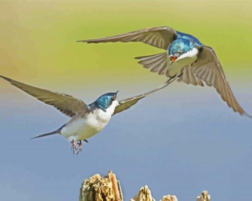Swallow Birds Fighting diamond painting