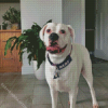 White Boxer Dog diamond painting