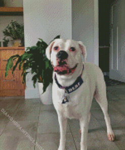 White Boxer Dog diamond painting