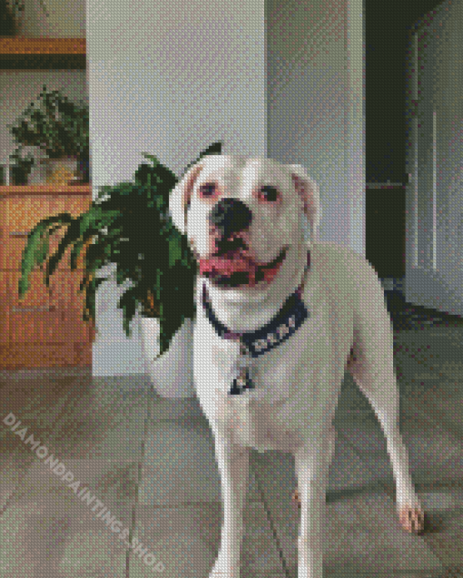 White Boxer Dog diamond painting