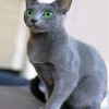 Adorable Russian Blue Cat diamond painting