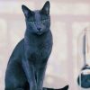 Beautiful Russian Grey Cat diamond painting