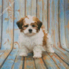 Shihpoo Dog Animal diamond painting