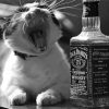 White Cat With Jack Daniels diamond painting