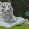 White Siberian Tiger diamond painting