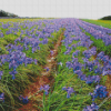 Aesthetic Iris Field diamond painting