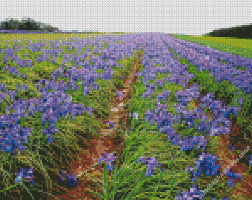 Aesthetic Iris Field diamond painting