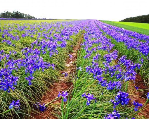 Aesthetic Iris Field diamond painting