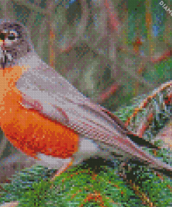 American Robin Birds diamond painting