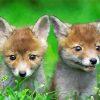 Baby Foxes diamond painting