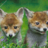 Baby Foxes diamond painting