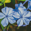 Blue Plumbago diamond painting