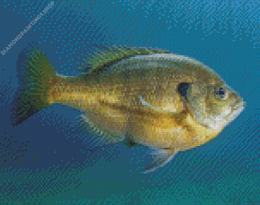 Bluegill Fish diamond painting