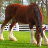 Breyer Clydesdale Horse diamond painting
