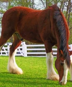 Breyer Clydesdale Horse diamond painting