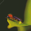 Firefly Insect diamond painting