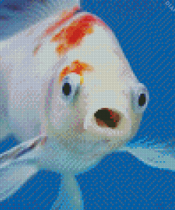 Fish Face Art diamond painting