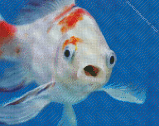 Fish Face Art diamond painting