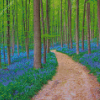 Forest With Bluebells diamond painting