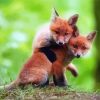 Fox Cubs diamond painting