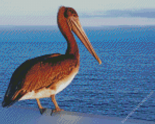 Pelican Bird diamond painting