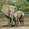 Mama And Baby Elephant diamond painting