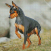 Miniature Pinscher Dog diamond painting