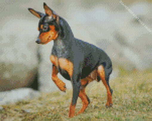 Miniature Pinscher Dog diamond painting