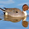 Northern Pintail Reflection In Water diamond painting