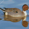 Northern Pintail Reflection In Water diamond painting