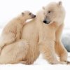 Polar Bear Cub In Snow diamond painting