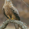 Red Kite On A Branch diamond painting