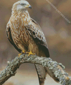 Red Kite On A Branch diamond painting