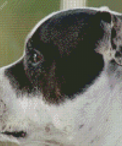 White Staffy Dog Side Face diamond painting
