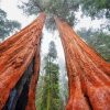 Wonderful Sequoia Trees diamond painting