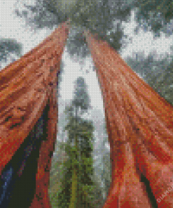 Wonderful Sequoia Trees diamond painting