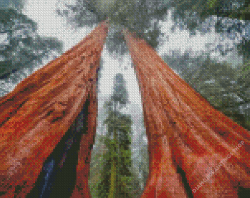 Wonderful Sequoia Trees diamond painting