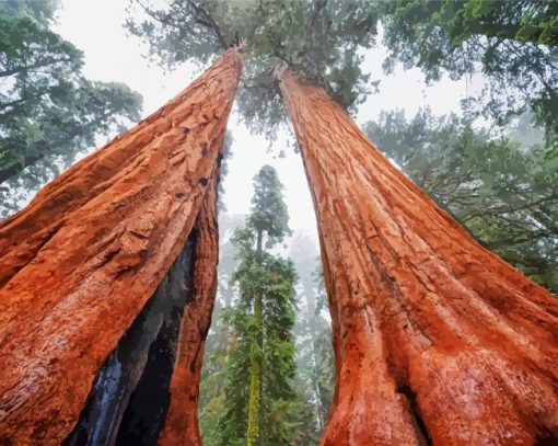 Wonderful Sequoia Trees diamond painting