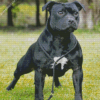 Aesthetic Black Staffy diamond painting